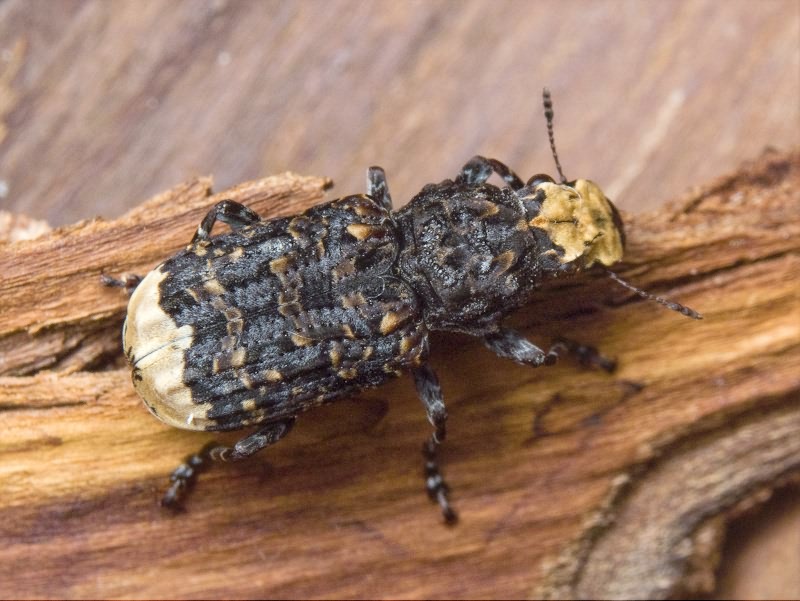 Platyrhinus resinosus (Scopoli, 1763)